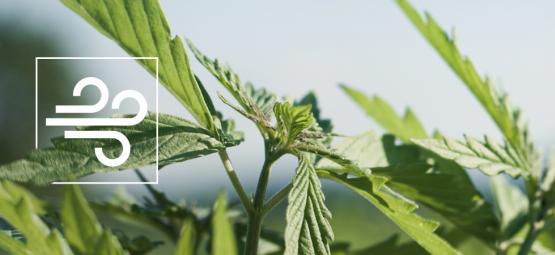 Kuinka tunnistaa ja hoitaa kannabiksen tuulivaurio