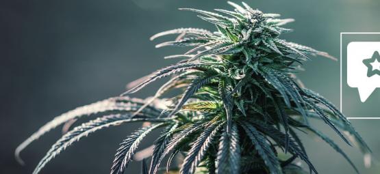 Northern Lights: kannabislajikkeen arvostelu ja tiedot