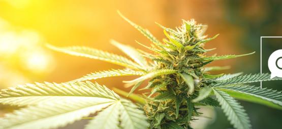 Zamnesia vastaa verkon googletetuimpiin kannabiskysymyksiin