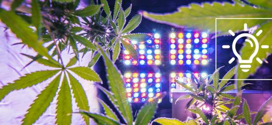 Jännittävät kannabiksen kasvatusteknologiat vuonna 2026