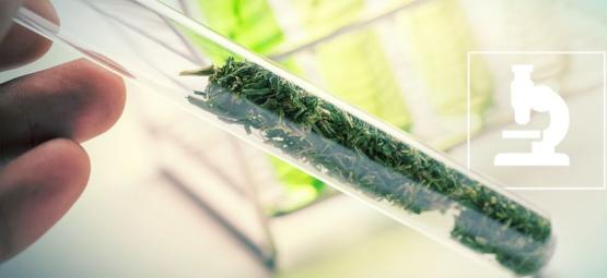 Mitä ovat flavonoidit, terpeenit ja terpenoidit?