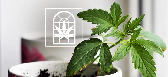 Kannabiksen kasvatus ikkunalaudalla