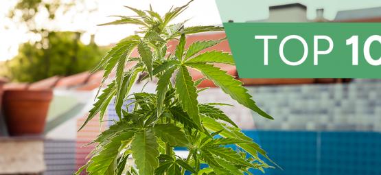 10 epätavallisinta paikkaa kasvattaa kannabista