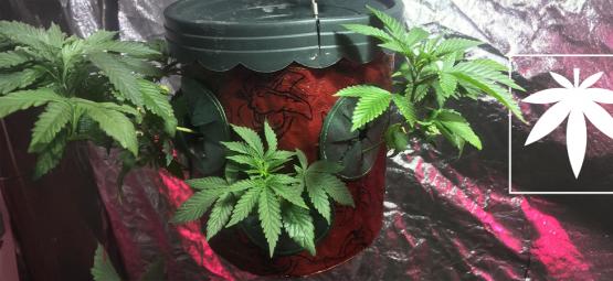 Kannabiksen kasvatus ylösalaisin