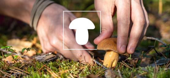 Kuinka ja miksi kasvattaa sieniä (aloittelijan opas)