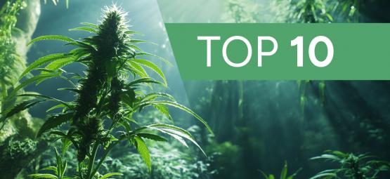 10 kannabiksen kasvatukseen liittyvää urbaania legendaa ja myyttiä