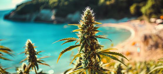 Kannabiksen kasvatus meren äärellä