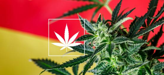 Katsaus Saksan uuteen kannabiksen sosiaaliklubien kenttään