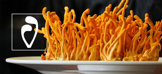 Kuinka kasvattaa cordyceps-sieniä