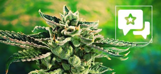 Blue Cheese: kannabislajikkeen arvio ja tiedot