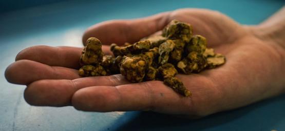 Psilocybe tampanensis tutuksi: alkuperäinen maaginen tryffel