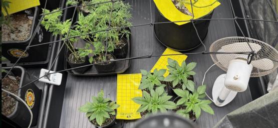 Täydellinen opas kannabiksen kasvatusteltoista