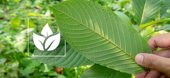 Kratomin käytön historia