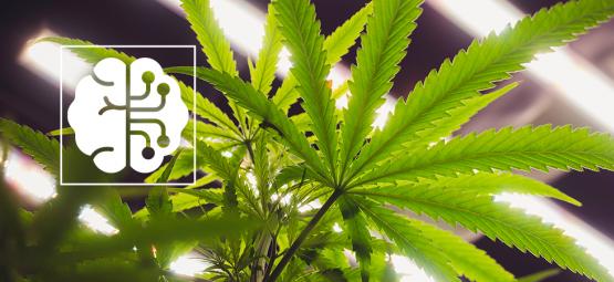 Miten tekoäly ja automaatio mullistavat kannabisalan