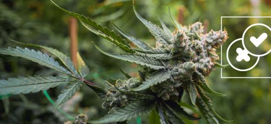 Kannabis ja urbaanit legendat: hulluimpien kannabismyyttien kumoaminen