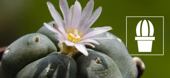 Mikä on peyote ja miksi ihmiset käyttävät sitä?