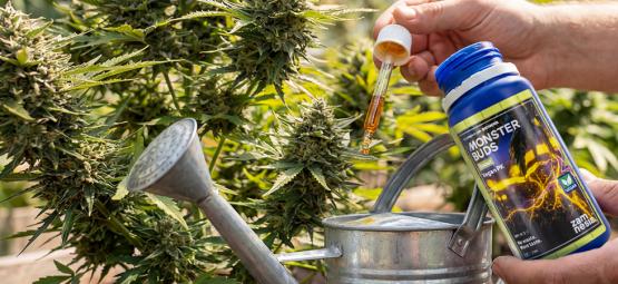 Maksimoi kasvu Monster Buds -lannoitesarjalla: kattava valikoima kasvun jokaiseen vaiheeseen