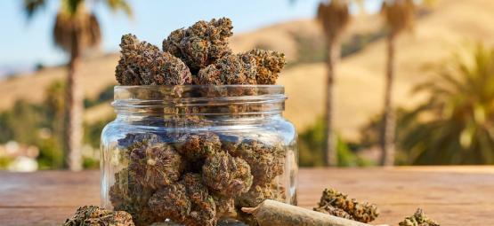 Top 10 parhaat Cali-kannabislajikkeet