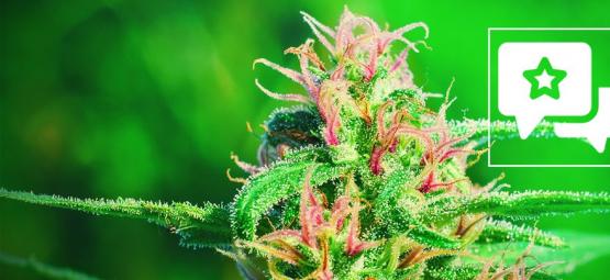 White Widow: kannabislajikearvostelu ja tiedot