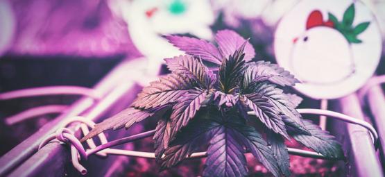 Kasvatusvalojen ja kannabiskasvien optimaalinen etäisyys