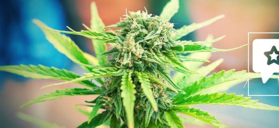 Moby Dick: Kannabislajikkeen arvostelu ja tiedot