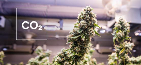 Näin teet itse CO₂-generaattorin kannabiksen kasvatushuoneeseen