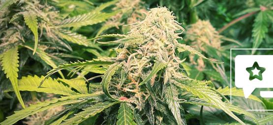 Lajikearvostelu: Pineapple Kush
