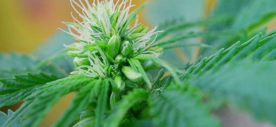 Uros- ja hermafrodiittikannabiskasvien varhainen tunnistaminen