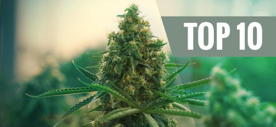 Top 10 parasta kannabislajiketta
