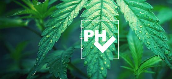 Kuinka säätää pH-arvoa kannabista kasvattaessa