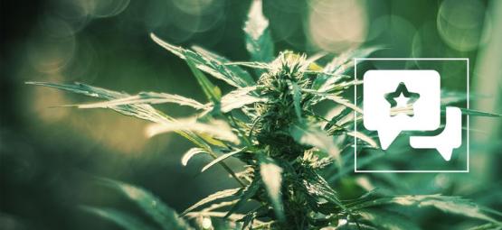 White Russian: kannabislajikkeen arvostelu ja tiedot