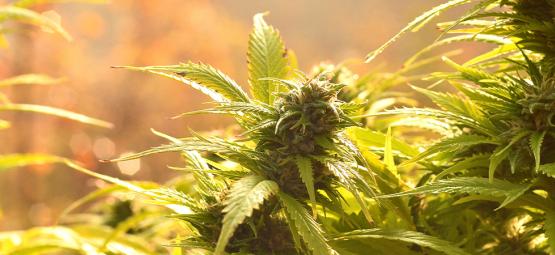 Top 10 autoflower-ulkolajikkeet