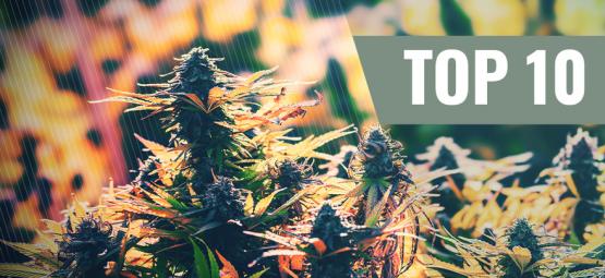 Top 10 feminisoidut ulkokasvatukseen sopivat kannabislajikkeet