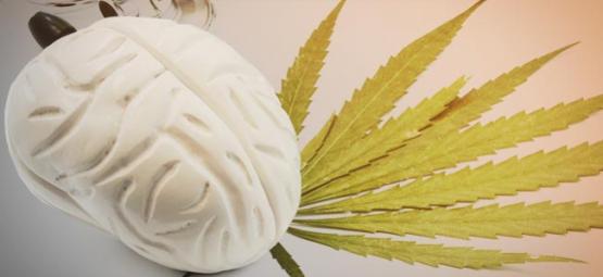 Mitä kannabis tekee aivoillesi