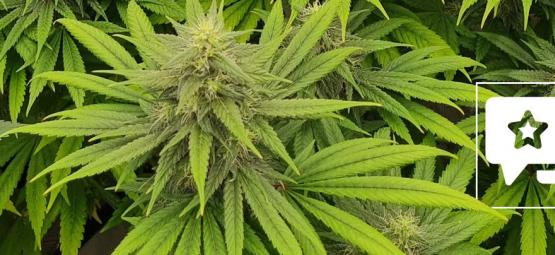 Lajikearvostelu: Pineapple Chunk