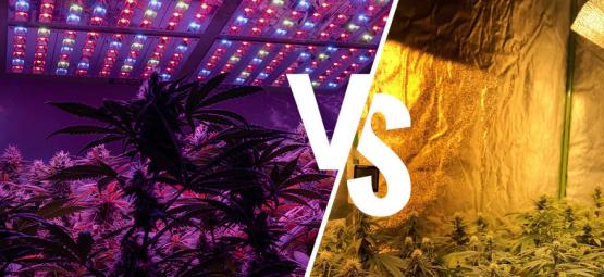 Kannabiksen kasvatusvalot: LED vai HPS