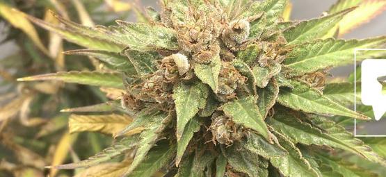 Lajikearvio: Durban Poison