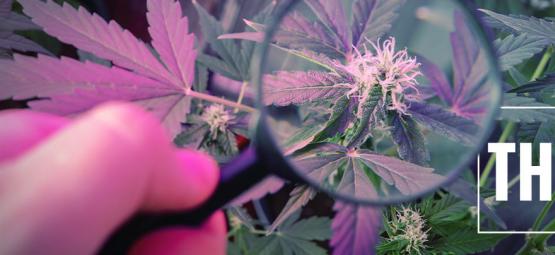 Kuinka lisätä THC:tä UV-valolla