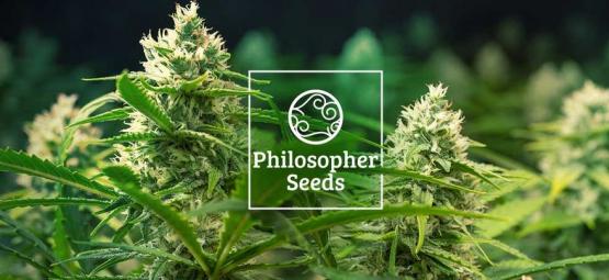 5 vinkkiä: Näin kasvatat Philosopher Seedsin Autoflower-siemeniä