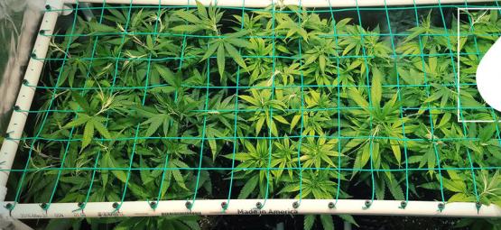 Kuinka käytät aeroponiikkaa vahvojen kannabiskasvien kasvatukseen