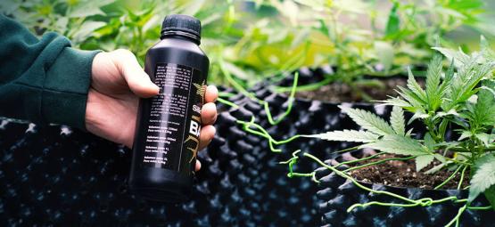 Kuinka kasvattaa jättimäiset kannabiksen kukinnot silikan avulla