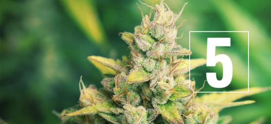 5 myyttiä kannabiksen kasvattamisesta – kumottu