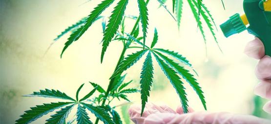 Kuinka ja milloin ruiskutat kannabiskasvit lehtien kautta