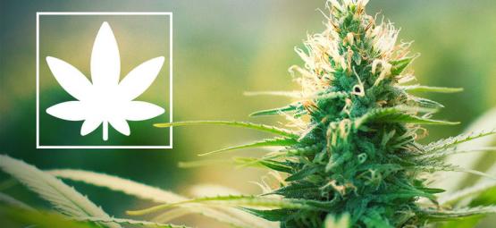 Jack Herer: kannabisaktivisti