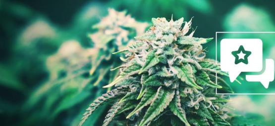 Agent Orange: kannabislajikkeen arvostelu ja tiedot