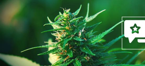 Girl Scout Cookies: kannabislajikkeen arvostelu ja tiedot