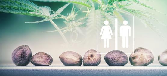 Voiko kannabiksen siementen sukupuolen tunnistaa?