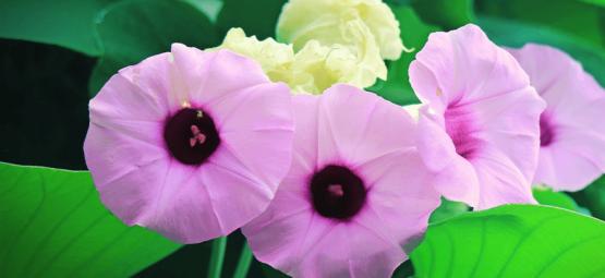 Tutustu Hawaiian Baby Woodroseen: luonnollinen psykedeeli