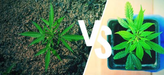 Kannabiksen ulkokasvatus: maa vai ruukut?