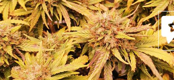 Lajikearvostelu: Liberty Haze